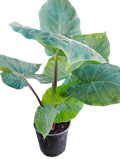 Alocasia Imperial Red